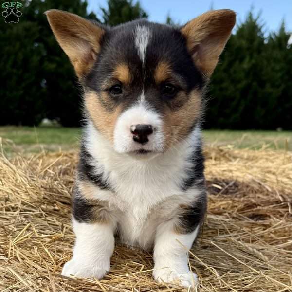 Hannah, Pembroke Welsh Corgi Puppy